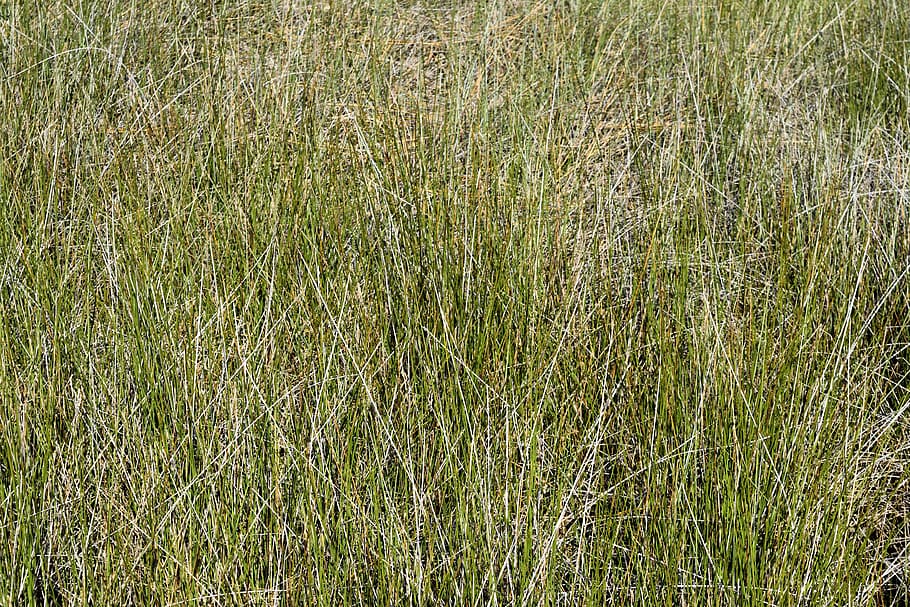 palude, erba, sfondo, fondale, natura, paesaggio, verde, acqua, ambiente, fango, pianta, natura selvaggia, boschi, tranquillo, all'aperto, scena, terreno, alghe, Florida, pianta di cereali, agricoltura, crescita, campo, terra, colore verde, giorno, nessuno, fotogramma intero, sfondi, la tranquillità, bellezza nella natura, vista dall'alto, scena tranquilla, scenics - natura, scena non urbana, erba di coda di topo, bambù - pianta, filo d'erba, 5K