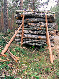 legna, fetta, pila, supportato, pino, taglio, albero, giardinaggio, tronco, legname segato, mucchio di legno, foresta, terra, legno - materiale, pianta, natura, ceppo, giorno, la deforestazione, legname, tronco d'albero, nessuno, campo, all'aperto, legna da ardere, struttura costruita, architettura, bosco, scala, 2K, CC0, dominio pubblico, privo di copyright