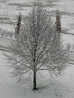 albero, la neve, bianca, freddo, inverno, natura, Besançon, Francia, albero nudo, pianta, ramo, temperatura fredda, terra, la tranquillità, bellezza nella natura, campo, nessuno, giorno, scena tranquilla, ambiente, scenics - natura, copertura, tronco d'albero, all'aperto, tempo estremo, bufera di neve, nevicando, isolato, 2K, CC0, dominio pubblico, privo di copyright