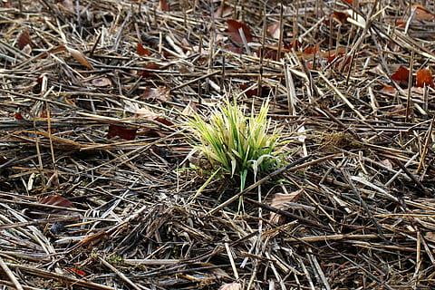 green, first green, sprout, engine, spring, plant, growth, grow, nature, frisch, grass, close-up, backgrounds, day, land, high angle view, field, no people, dry, outdoors, beauty in nature, green color, plant part, twig, tranquility, focus on foreground, leaf, vulnerability, 2K, CC0, public domain, royalty free