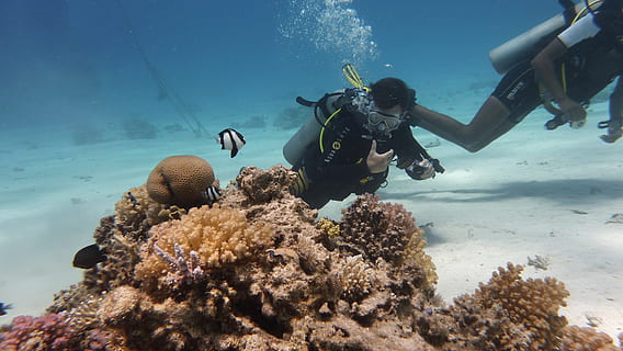 man, beside, corals, Diving, Fish, Underwater, scuba diving, undersea, sea, aqualung - diving equipment, adventure, water, aquatic sport, sea life, animal, animal wildlife, animal themes, animals in the wild, invertebrate, diving equipment, marine, coral, exploration, nature, sport, underwater diving, 4K, CC0, public domain, royalty free