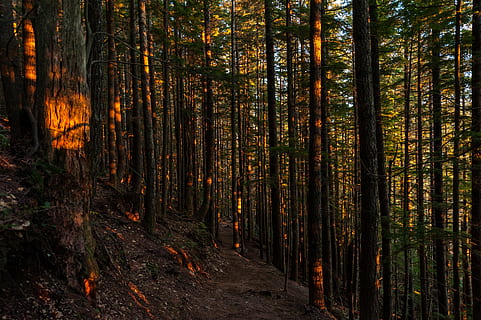 camino forestal, luz del sol, bosque, naturaleza, camino, paisaje, escénico, al aire libre, follaje, excursionismo, paisaje forestal, sendero, campo, árbol, otoño, hoja, scenics, tierra, planta, el maletero, tronco de arbol, crecimiento, belleza en la naturaleza, tranquilidad, escena tranquila, escena no urbana, día, nadie, paisajes - naturaleza, cambio, dirección, el camino a seguir, 4K, CC0, dominio público, libre de derechos