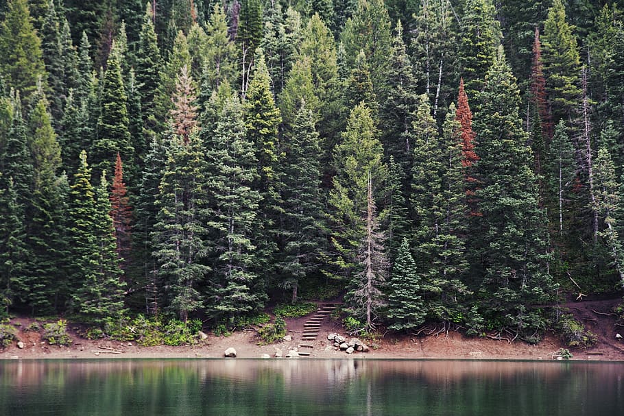verd, pins, cos, aigua, durant el dia, llac, arbres, de fulla perenne, arbre, bosc, paisatge, Camí, coniferou, fullatge, branca, avet, pi, picea, naturalesa, planta, bellesa a la natura, escenics - natura, terra, creixement, arbre de coníferes, tranquil·litat, escena no urbana, color verd, cap gent, arquitectura, estructura construïda, dia, escena tranquil·la, a l'aire lliure, bosc de pi, arbre de fulla perenne, 4K