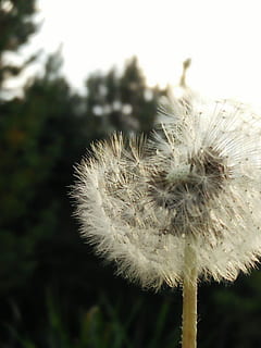 Löwenzahn, Wind, geblasen, Pflanze, Blume, Zerbrechlichkeit, blühende Pflanze, Verletzlichkeit, Frische, Nahansicht, Fokus auf den Vordergrund, Schönheit in der Natur, Natur, keine Leute, Wachstum, Blütenstand, Blütenkopf, weiße Farbe, Weichheit, Tag, draußen, Löwenzahnsamen, 4K, CC0, gemeinfrei, lizenzfrei