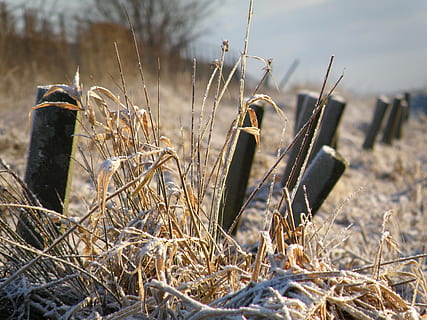 Beiträge, Winter, Weiß, Natur, Morgen, zing, gefroren, reif, Winterlandschaft, Pflanze, Land, Tag, Feld, Gras, keine Leute, Nahansicht, trocken, Fokus auf den Vordergrund, Sonnenlicht, draußen, Ruhe, Wachstum, selektiver Fokus, Heu, Schönheit in der Natur, Landschaft, 2K, CC0, gemeinfrei, lizenzfrei