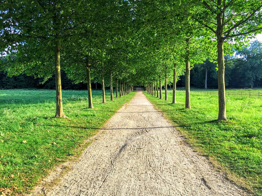 landskab, træ, allee, sti, plante, græs, vækst, retning, vejen frem, grøn farve, ro, natur, dag, jord, faldende perspektiv, skønhed i naturen, rolig scene, parkere, ingen mennesker, sollys, scenics - natur, Mark, udendørs, treelined, 2K