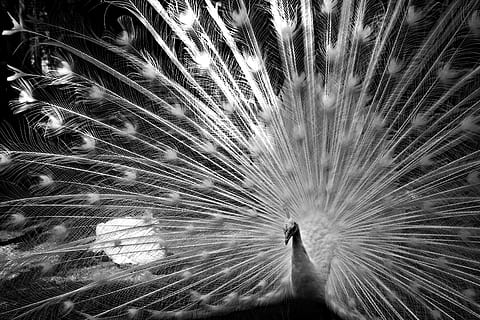 Graustufenfotografie, Weiß, Pfau, angeben, Muster, Feder, posieren, Vogel, aufgefächert, Tier, ein Tier, keine Leute, Tierthemen, Wirbeltier, Tierwelt, Pfauenfeder, Tiere in freier Wildbahn, Nahansicht, Natur, Schönheit in der Natur, draußen, Vollbild, Pflanze, zeigt, Nacht-, Weichheit, 4K, CC0, gemeinfrei, lizenzfrei