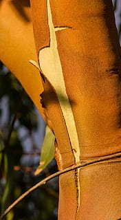 arbre de goma, escorça d'arbre, eucaliptus, tronc, escorça, arbre, desfer-se, descamació, textura, Austràlia, nadiu, naturalesa, full, primer pla, planta, macro, a l'aire lliure, cap gent, dia, flor, centrar-se en primer pla, groc, creixement, marró, part de la planta, art i artesania, metall, animal, material de fusta, fauna animal, animals a la natura, temes d'animals, creativitat, 2K, CC0, domini públic, lliure de regalies