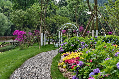 bunga-bunga, hydrangea, jejak, menanam, pohon, bunga, pertumbuhan, tanaman berbunga, keindahan di alam, taman, alam, kesegaran, taman - ruang buatan manusia, hari, warna hijau, taman formal, tidak ada orang, ungu, rumput, di luar rumah, trotoar, warna merah jambu, hamparan bunga, musim semi, taman hias, jalur kebun, 5K, CC0, domain publik, bebas royalti