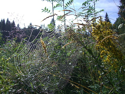Spinnennetz, Orb Web, Spinne, Netzwerk, Kräuter, Buchse, Fichte, schwarzer Wald, Pflanze, Wachstum, Baum, Natur, keine Leute, Tag, Schönheit in der Natur, Himmel, grüne Farbe, Ruhe, Nahansicht, draußen, Land, Fokus auf den Vordergrund, Zerbrechlichkeit, Feld, Sonnenlicht, Wald, Komplexität, 1080P, CC0, gemeinfrei, lizenzfrei