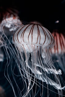drei, Qualle, Nahansicht, Foto, graue Qualle, Weiß, braun, unter wasser, Tier, Leben im Meer, Meer, Natur, Blau, keine Leute, drinnen, Tierthemen, Tiere in freier Wildbahn, Tierwelt, Wasser, Marine, ein Tier, selektiver Fokus, Schwimmen, Wirbeltier, Muster, Tiere in Gefangenschaft, Panzer, schwarzer Hintergrund, 5K, CC0, gemeinfrei, lizenzfrei