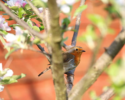 Brun, træ nærbillede foto, robin, træ, fugl, dyreliv, et dyr, dyr i naturen, dyre temaer, natur, dag, dyr, hvirveldyr, plante, perching, afdeling, ingen mennesker, selektiv fokusering, tæt på, plante del, orange farve, blad, udendørs, 4K, CC0, offentligt domæne, royaltyfrie
