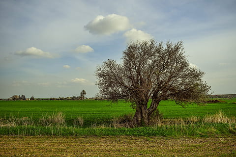 kahl, Baum, Mitte, Gras, bedeckt, Feld, Tag, Landschaft, Natur, Felder, Winter, ländlich, Potamia, Zypern, Pflanze, Land, Himmel, Ruhe, wolke - himmel, ruhige Szene, Umgebung, Szenen - Natur, Schönheit in der Natur, Wachstum, ländliche Szene, Landwirtschaft, kahler Baum, keine Leute, draußen, isoliert, 5K, CC0, gemeinfrei, lizenzfrei