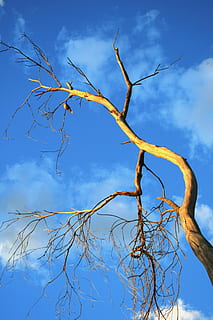 albero, vecchio, morto, asciutto, sole, uccello, cielo, blu, pianta, Inquadratura dal basso, ramo, nuvola - cielo, albero nudo, natura, nessuno, la tranquillità, giorno, pianta morta, bellezza nella natura, all'aperto, scenics - natura, crescita, luce del sole, tronco d'albero, tronco, 4K, CC0, dominio pubblico, privo di copyright