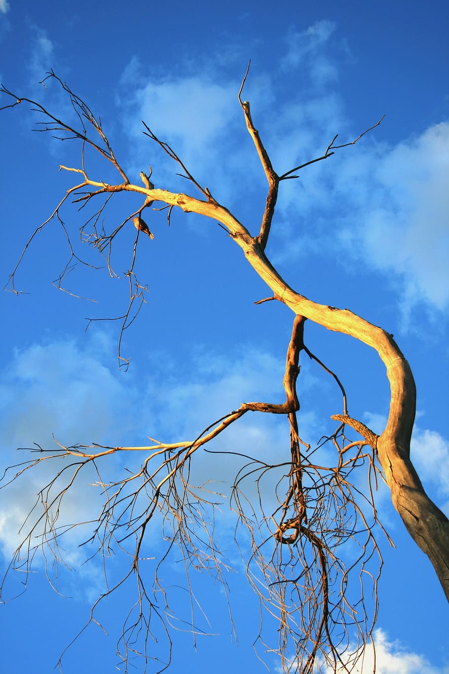 træ, gammel, død, tør, sol, fugl, himmel, blå, plante, lav vinkel visning, afdeling, sky - himmel, bare træ, natur, ingen mennesker, ro, dag, død plante, skønhed i naturen, udendørs, scenics - natur, vækst, sollys, træstamme, bagagerum, 4K