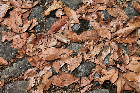 trocken, Natur, Textur, Muster, Blatt, draußen, Pflanze, keine Person, Herbst, Baum, Tapete, Erde, Pflanzenteil, Hintergründe, Vollbild, Tag, Blätter, keine Leute, Feld, braun, Land, texturiert, Nahansicht, High Angle View, Veränderung, Zerbrechlichkeit, fallen, Herbstkollektion, natürlicher Zustand, getrocknet, 2K, CC0, gemeinfrei, lizenzfrei