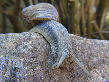 caracol, cáscara, moco, cerrar, macro, despacio, gatear, molusco, naturaleza, jardín, reptil, fauna animal, temas de animales, animal, animales en la naturaleza, un animal, nadie, vertebrado, de cerca, día, serpiente, rock, sólido, roca - objeto, centrarse en primer plano, al aire libre, parte del cuerpo del animal, lagartija, árbol, escala animal, venenoso, 5K, CC0, dominio público, libre de derechos