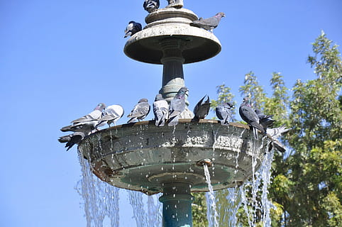 coloms, piscina, aigua, perú, calenta, estiu, set, ocells, cel, naturalesa, vista d’angle baix, dia, cel clar, ocell, cap gent, Font, arbre, vertebrats, arquitectura, moviment, art i artesania, temes d'animals, animal, fauna animal, planta, escultura, a l'aire lliure, aigua que flueix, 1080P, CC0, domini públic, lliure de regalies