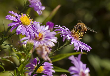 dalya, hoverfly, taklitçilik, menekşe, sonbahar, Bahçe, çiçek, Çiçek açmak, böcek, çiçekli bitki, kırılganlık, Güvenlik açığı, doğada güzellik, taçyaprağı, bitki, hayvan temaları, tazelik, hayvan, vahşi hayvanlar, büyüme, çiçek kafa, bir hayvan, hayvan yaban hayatı, omurgasız, kapatmak, mor, çiçeklenme, tozlaşma, insansız, polen, kelebek - böcek, 2K, CC0, kamu malı, telif ücretsiz