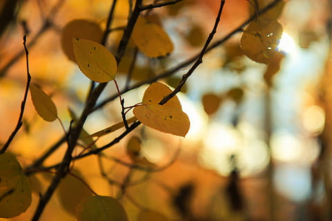 bruine bladeren, Ondiep, focus fotografie, groen, bladeren, blad, tak, bokeh, vallen, herfst, boom, kleur, natuur, Bos, drie, esp, geel, focus op de voorgrond, geen mensen, detailopname, deel van de plant, fabriek, fruit, opknoping, voedsel, buitenshuis, takje, gezond eten, selectieve aandacht, eten en drinken, dag, schoonheid in de natuur, verandering, 5K, CC0, publiek domein, royaltyvrij