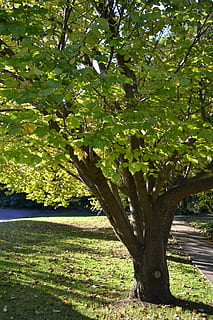 dappled, sunlight, trees, plant, tree, growth, nature, grass, park, land, outdoors, green color, trunk, plant part, tree trunk, leaf, day, beauty in nature, field, environment, landscape, branch, no people, wild, 4K, CC0, public domain, royalty free