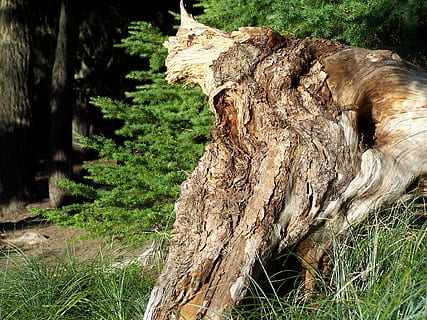 træstump, Skov, stump, træ, natur, naturlig, grøn, tømmer, bagagerum, gammel, skære, miljø, plante, log, træ-, fyrretræ, landskab, ru, vild, tæt på, jord, dag, græs, træstamme, ingen mennesker, vækst, Mark, træ - materiale, ro, skovrydning, udendørs, fokus på forgrunden, bark, død plante, 1080P, CC0, offentligt domæne, royaltyfrie