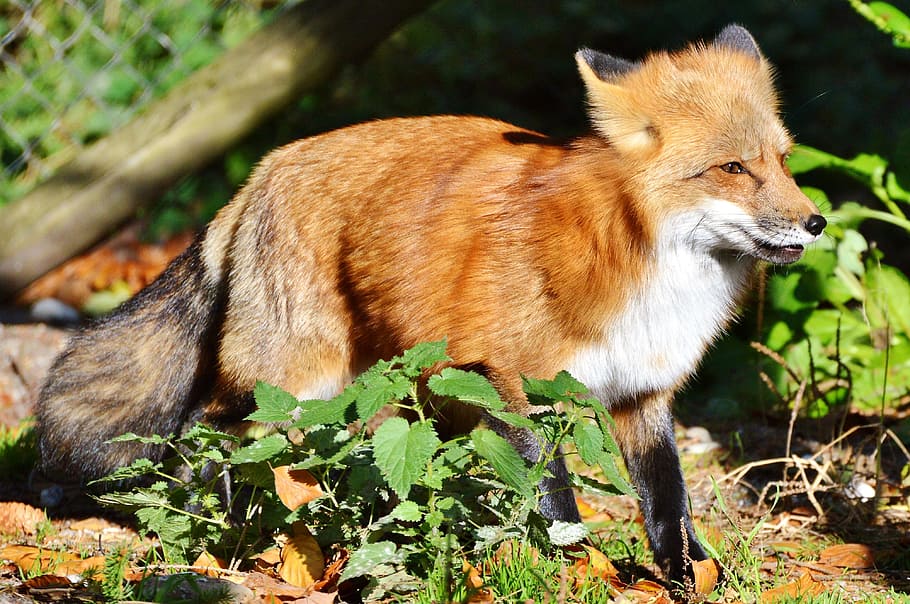 marró, guineu, sòl, herbes, fuchs, guineu vermell, depredador, pèl vermellós, pell, animal salvatge, animal, animals del bosc, bonic, vermellós, zoo, parc natural, observació de wildpark, temes d'animals, mamífer, un animal, fauna animal, animals a la natura, part de la planta, full, vertebrats, naturalesa, cap gent, planta, dia, vista lateral, a l'aire lliure, llum solar, terra, caní, gos, 4K