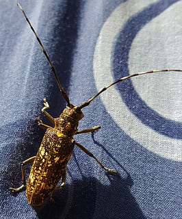 inseto, macro, Grilo, fechar-se, antenas, verão, Europa, invertebrado, temas animais, animal, animais selvagens, um animal, animais em estado selvagem, ninguém, têxtil, antena animal, sombra, visão de alto ângulo, dia, luz solar, ao ar livre, parte do corpo animal, natureza, padronizar, texturizado, 2K, CC0, domínio público, royalty free