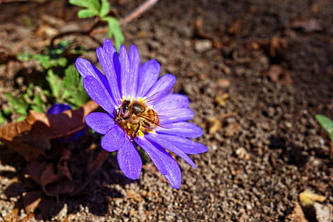 fokus fotografering, lilla, petaled blomst, Bie, insekt, blomst, vinge, pollen, nektar, honning, pistil, stamen, innsamling, våren, blomstrende plante, skjørhet, friskhet, petal, sårbarhet, skjønnhet i naturen, anlegg, blomsterhodet, vekst, nærbilde, inflorescence, natur, ingen folk, høy vinkel visning, dag, skitt, krokus, 4K, CC0, offentlig domene, opphavsrett gratis