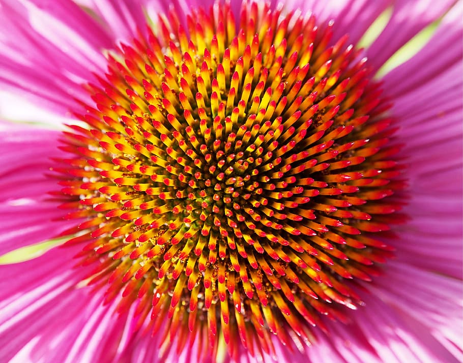 makro foto, lyserød, solhat, flor, blomst, eksplosion, burst, farve, farverig, forår, sommer, gul, rød, lilla, psykedelisk, psykedelia, hallucination, energi, energisk, blomsterstand, blomsterhoved, tæt på, kronblad, blomstrende plante, skønhed i naturen, friskhed, fuld ramme, skrøbelighed, pollen, sårbarhed, lyserød farve, plante, baggrunde, ingen mennesker, vækst, ekstrem nærbillede, strittende, 4K