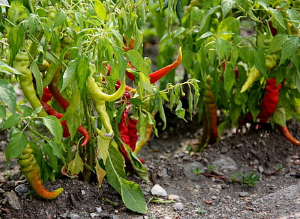 Peperoni, Scharf, bunt, Gemüse, Lebensmittel, grüne Farbe, Wachstum, Frische, Pflanze, Essen und Trinken, Pflanzenteil, Blatt, Tag, keine Leute, Pfeffer, Natur, Chili-Pfeffer, gesundes Essen, rot, würzen, Feld, Land, Wohlbefinden, draußen, rote Chilischote, 4K, CC0, gemeinfrei, lizenzfrei