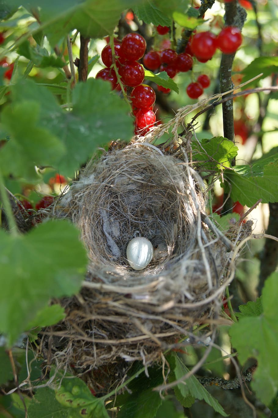 fatning, solbær, fugl, dyr, dyre rede, plante, tæt på, træ, ingen mennesker, fugl reden, mad, dag, mad og drikke, natur, plante del, blad, begyndelser, afdeling, nyt liv, dyre temaer, dyr i naturen, vækst, udendørs, 4K