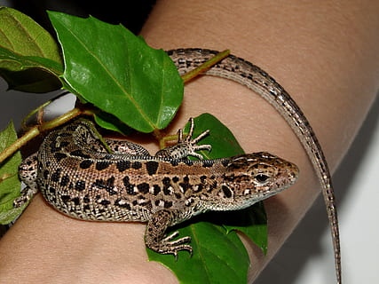 llangardaix, cuir, drac, rèptil, un animal, vertebrats, fauna animal, part del cos humà, mà, animals a la natura, full, part de la planta, mà humana, color verd, primer pla, camaleó, naturalesa, part del cos, una persona, dit, escala d’animals, 2K, CC0, domini públic, lliure de regalies