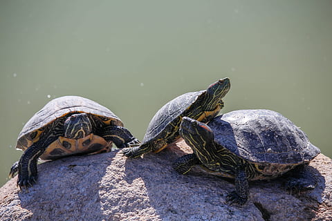 turtle, reptile, tortoise, shell, slow, animal, animal wildlife, animal themes, animals in the wild, vertebrate, water, lake, group of animals, no people, nature, day, animal shell, focus on foreground, rock - object, amphibian, outdoors, marine, tortoise shell, 5K, CC0, public domain, royalty free