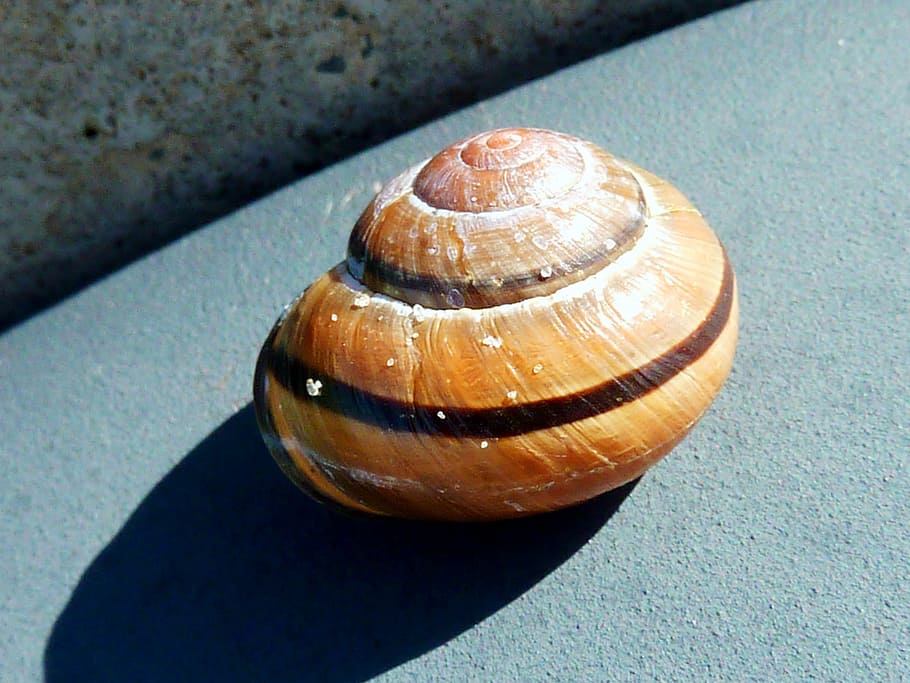 salyangoz, kabuk, yumuşakça, kapat, yavaşça, salyangoz kabukları, spiral, naturdeko, doğa, hayvan yaban hayatı, hayvan, hayvan kabuğu, yüksek açılı görünüş, kapatmak, hayvan temaları, insansız, omurgasız, gün, vahşi hayvanlar, Güneş ışığı, gölge, doğal desen, bir hayvan, karındanbacaklı, açık havada, 2K
