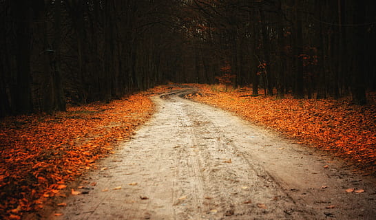 manera, Camí, el camí, bosc, paisatge, ruta, spacer, naturalesa, fullatge, turisme, arbre, carreró, parc, reserva, Polònia, ruta de senderisme, misteriós, rutes de senderisme, bellesa, misteri, vista, colors, el silenci, ombres, etnografia, gira, el camí a seguir, direcció, terra, planta, carretera, tardor, perspectiva decreixent, transport, tranquil·litat, cap gent, brutícia, Carretera bruta, escena tranquil·la, sendera, punt de fuga, escena no urbana, canvi, a l'aire lliure, 4K, CC0, domini públic, lliure de regalies