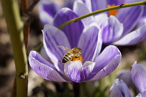 Bie, krokus, vår, makro, blomst, blomstre, pollen, samle inn, samle pollen, pollinering, insekt, blomstrende plante, skjønnhet i naturen, dyr, dyre temaer, lilla, petal, anlegg, dyr i naturen, virvelløse, dyreliv, skjørhet, ett dyr, friskhet, vekst, blomsterhodet, nærbilde, sårbarhet, honningbie, ingen folk, iris, våren, blomsterseng, 5K, CC0, offentlig domene, opphavsrett gratis