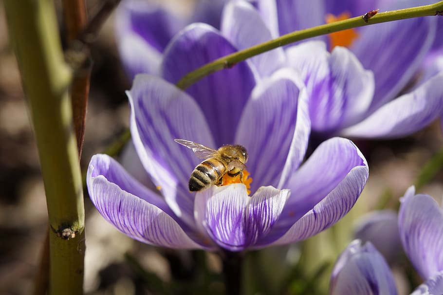 bi, krokus, forår, makro, flor, blomstre, pollen, indsamle, indsamle pollen, bestøvning, insekt, blomst, blomstrende plante, skønhed i naturen, dyr, dyre temaer, lilla, kronblad, plante, dyr i naturen, hvirvelløse, dyreliv, skrøbelighed, et dyr, friskhed, vækst, blomsterhoved, tæt på, sårbarhed, honningbi, ingen mennesker, iris, blomsterseng, 5K