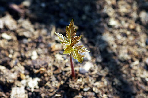 Pflanze, sprießen, flach, Foto, Wachstum, Baum, Ahorn, Frühling, Umgebung, Blatt, Grün, Natur, wachsend, natürlich, Leben, Neu, Garten, wachsen, organisch, Umwelt, Laub, frisch, jung, Boden, Erde, Schönheit in der Natur, Nahansicht, Land, Tag, Pflanzenteil, keine Leute, Verletzlichkeit, Zerbrechlichkeit, Fokus auf den Vordergrund, High Angle View, Feld, draußen, Blume, Botanik, Sonnenlicht, Schmutz, klein, 4K, CC0, gemeinfrei, lizenzfrei