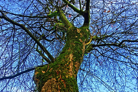 tree top, trunk, tree trunk, moss, bark, branch, tangle, rising up, gnarled, twisted, sky, blue sky, tree, plant, low angle view, growth, no people, nature, tranquility, bare tree, day, beauty in nature, green color, outdoors, blue, forest, clear sky, tree canopy, 5K, CC0, public domain, royalty free