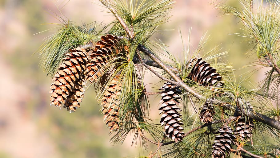 pi, pinyes, gimnosperma, pinya de pi, arbre, planta, naturalesa, fauna animal, animal, temes d'animals, cap gent, bellesa a la natura, primer pla, centrar-se en primer pla, creixement, dia, un animal, color verd, a l'aire lliure, animals a la natura, full, llum solar, clima tropical, ratlles, verinós, arbre de coníferes, 4K