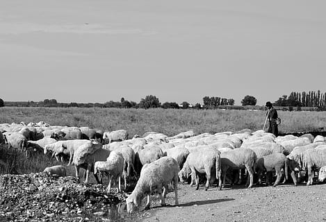 Schaf, Camacho, Lager, Säugetier, Haustiere, inländisch, Vieh, Tierthemen, Tier, Gruppe von Tieren, Schafherde, Wirbeltier, Himmel, große Gruppe von Tieren, Feld, Natur, Landschaft, Land, Landwirtschaft, Tag, Umgebung, draußen, Herde, pflanzenfressend, 5K, CC0, gemeinfrei, lizenzfrei
