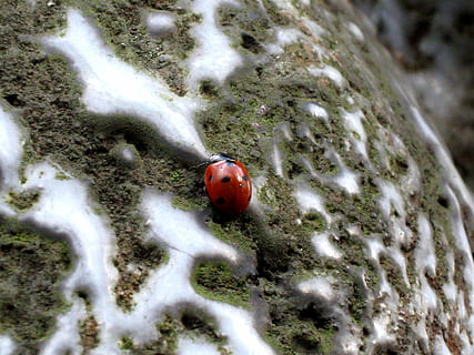 marieta, insecte, punts, vermell, naturalesa, animal, macro, primer pla, escarabat, estiu, temes d'animals, un animal, dia, cap gent, fauna animal, enfocament selectiu, animals a la natura, invertebrat, tacat, vista d’angle alt, a l'aire lliure, planta, terra, petit, 2K, CC0, domini públic, lliure de regalies