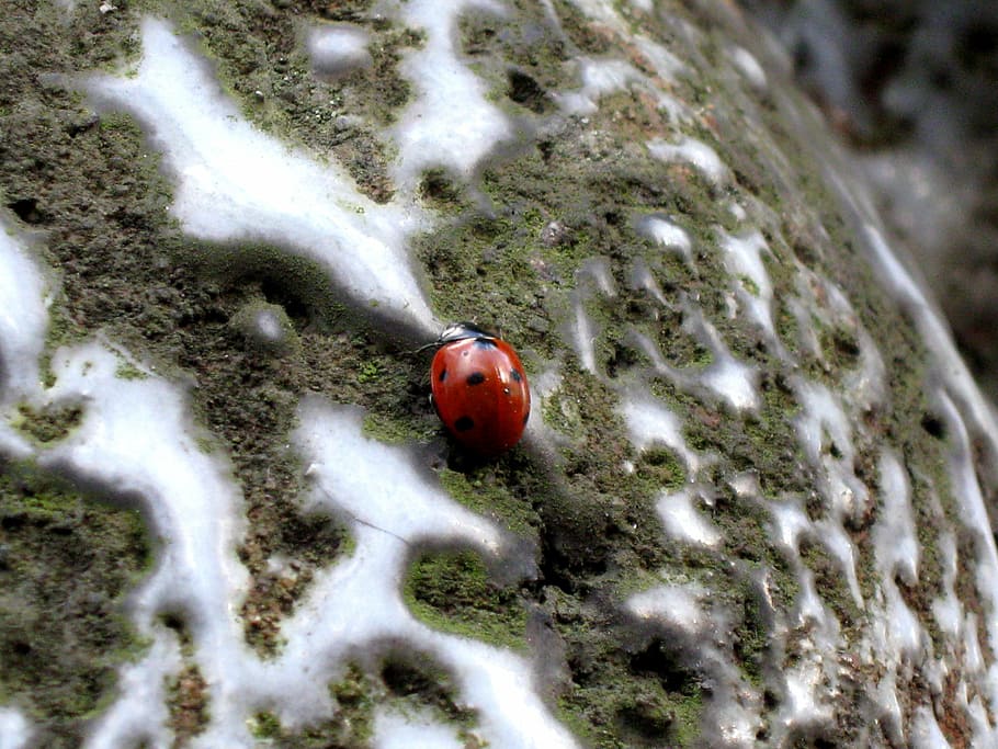 marieta, insecte, punts, vermell, naturalesa, animal, macro, primer pla, escarabat, estiu, temes d'animals, un animal, dia, cap gent, fauna animal, enfocament selectiu, animals a la natura, invertebrat, tacat, vista d’angle alt, a l'aire lliure, planta, terra, petit, 2K
