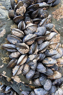 shell, seafood, shellfish, food, bivalve, food and drink, freshness, large group of objects, high angle view, abundance, fish, no people, still life, wellbeing, day, animal, retail, healthy eating, for sale, raw food, mussel, close-up, market, outdoors, fish market, fishing industry, 1080P, CC0, public domain, royalty free