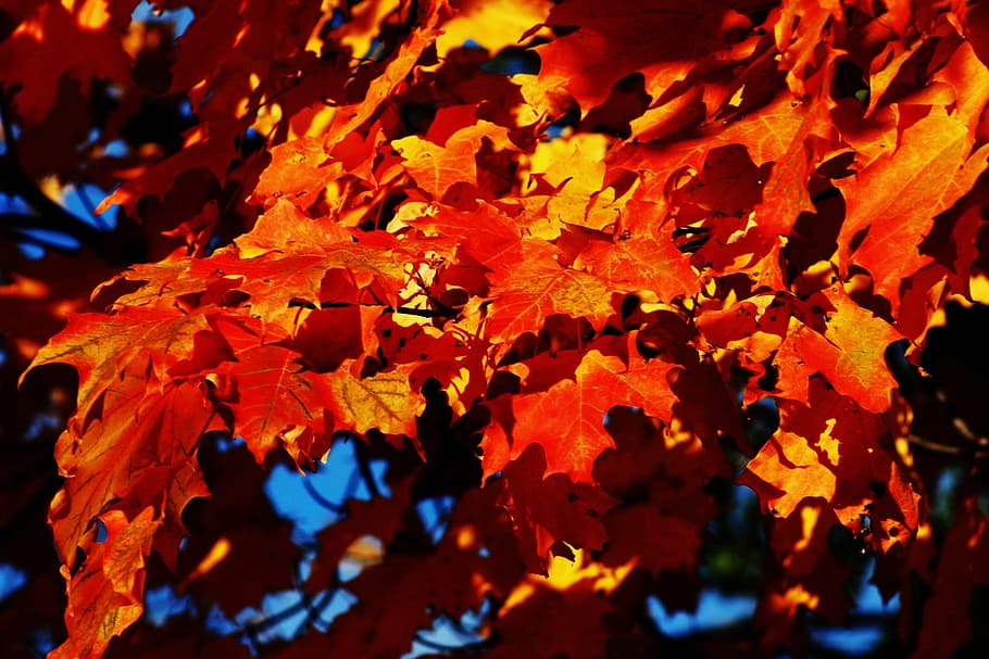 maple, arbre, tardor, caure, full, taronja, colorit, vibrant, octubre, fulles, canvi, part de la planta, bellesa a la natura, color taronja, primer pla, cap gent, planta, naturalesa, fulla d'auró, dia, creixement, fons, branca, vermell, marc complet, arbre d'auró, a l'aire lliure, condició natural, col·lecció de tardor, 2K