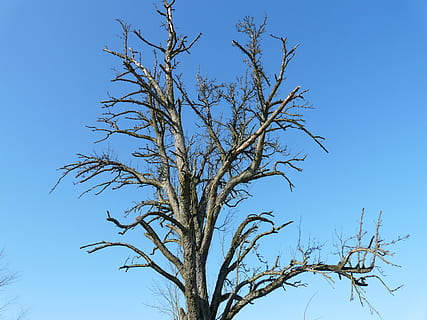 tree, dying tree, age, arid, aesthetic, die off, sky, blue, branches, plant, clear sky, low angle view, no people, bare tree, branch, day, nature, beauty in nature, tranquility, growth, outdoors, scenics - nature, trunk, tree trunk, dead plant, sunlight, 2K, CC0, public domain, royalty free