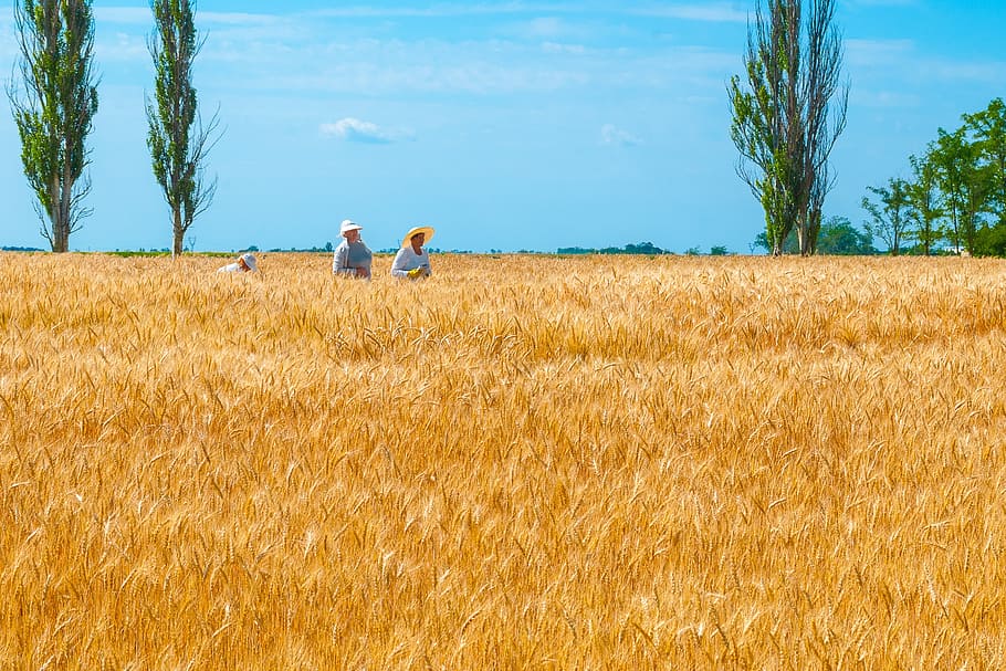 tre, folk høster hvede, dagtimerne, ukraine, videnskab, udvælgelse, hvede, Mark, brød, landskab, natur, landbrug, udendørs, mennesker, sommer, landlige scene, herrer, afgrøde, gul, Kvinder, plante, to personer, jord, korn plante, dag, samvær, skønhed i naturen, vækst, himmel, voksen, hanner, stående, 2K