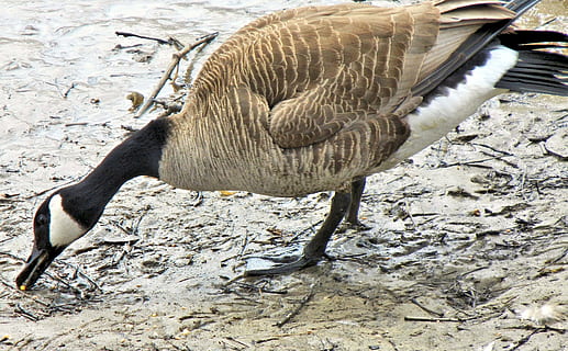 gæs, Canada, forårstid, majs, fugl, gås, dyr, natur, dyreliv, canada goose, vand fugl, fjer, dyr i naturen, søfugle, vand, næb, dyrefløj, dyre temaer, et dyr, hvirveldyr, sø, dag, ingen mennesker, zoologi, strand, udendørs, tæt på, sollys, dyrehalsen, 4K, CC0, offentligt domæne, royaltyfrie