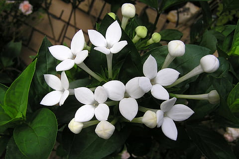 fiore, profumato, bianca, pianta fiorita, pianta, vulnerabilità, fragilità, freschezza, petalo, bellezza nella natura, crescita, avvicinamento, Colore bianco, testa di fiore, infiorescenza, natura, foglia, parte vegetale, giorno, concentrarsi sulle conoscenze acquisite, nessuno, all'aperto, primavera, 1080P, CC0, dominio pubblico, privo di copyright